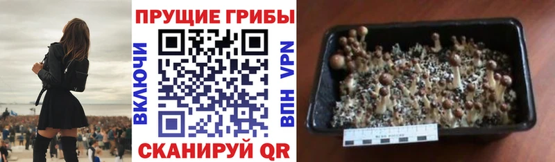Галлюциногенные грибы GOLDEN TEACHER  Верхнеуральск 